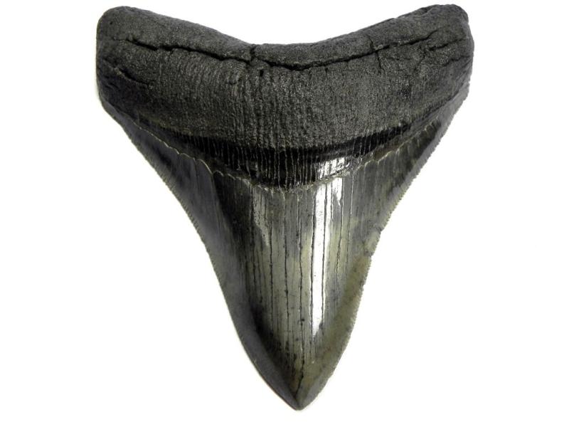 Collector Grade Megalodon Tooth