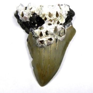 Barnacle Encrusted Megalodon Shark Teeth