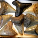 Commercial Megalodon Teeth