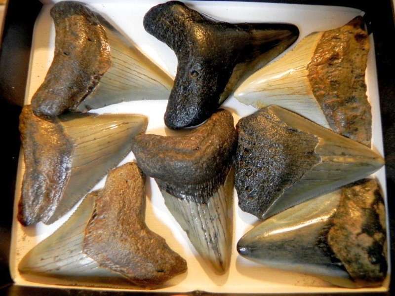 Commercial Megalodon Teeth