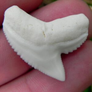 Modern Tiger Shark Teeth