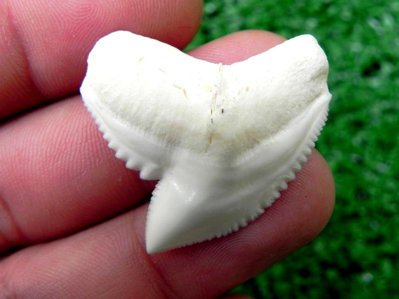 Modern Tiger Shark Teeth