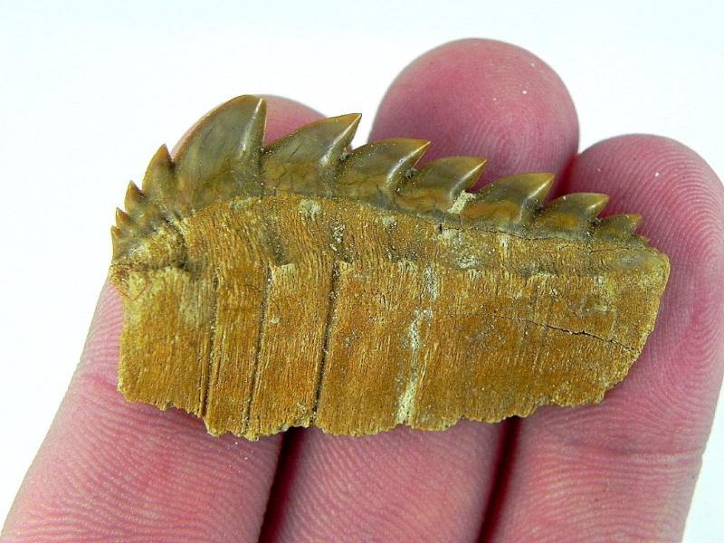 Fossil Cow Shark Tooth