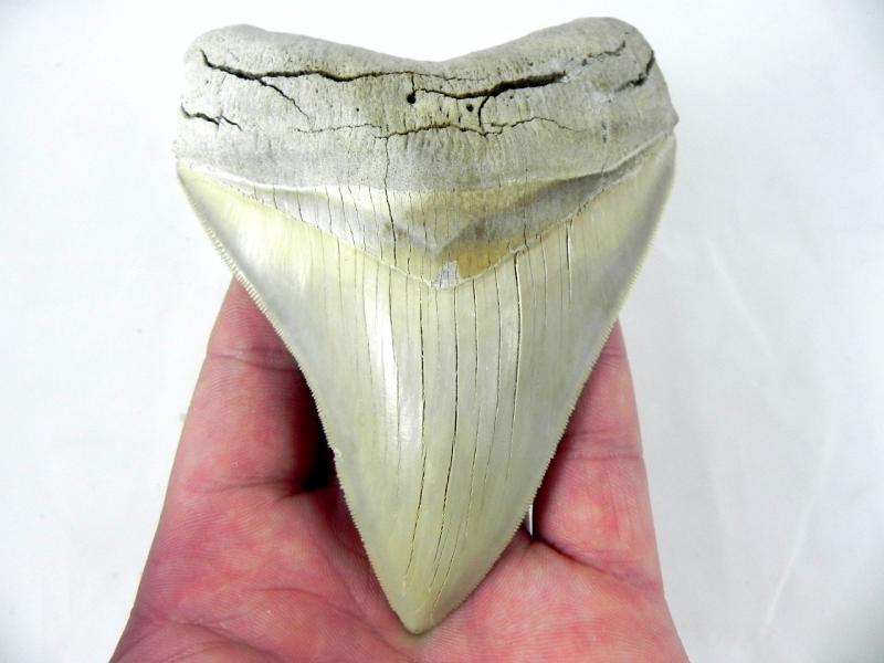 lee creek meg tooth