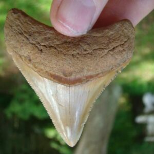 Moroccan Megalodon Shark Teeth