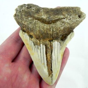 South Pacific Megalodon Tooth