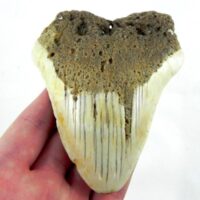 South Pacific Megalodon Tooth