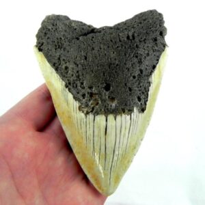 South Pacific Megalodon Tooth