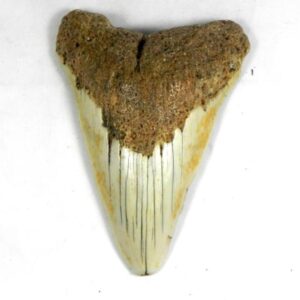 South Pacific Megalodon Tooth