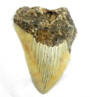 South Pacific Megalodon Tooth