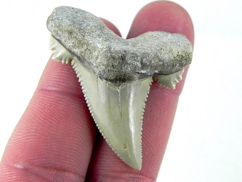 Fossil Auriculatus Shark Teeth