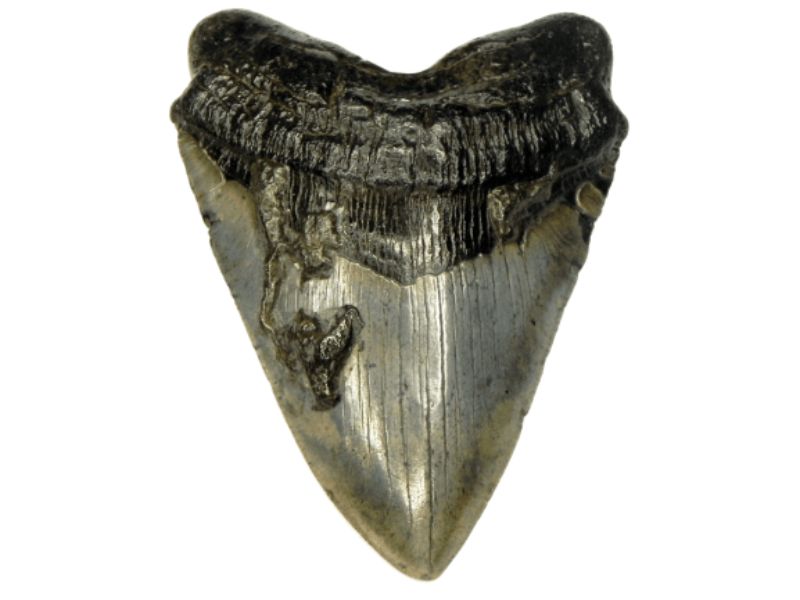 5.5 Inch Megalodon Teeth