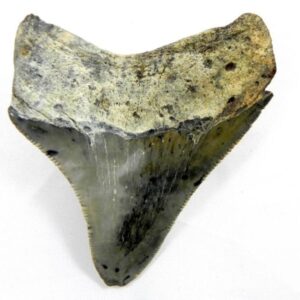 Summerville Megalodon Shark Teeth