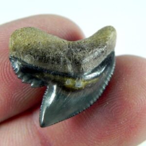 Fossil Tiger Shark Teeth