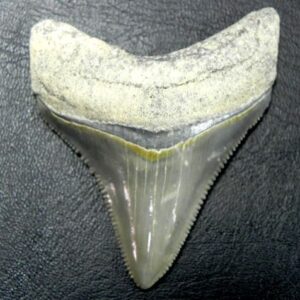 Bone Valley Megalodon Tooth