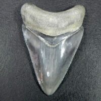 Bone Valley Megalodon Tooth