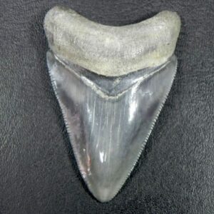 Bone Valley Megalodon Tooth