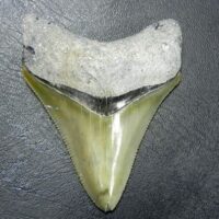 Bone Valley Megalodon Tooth