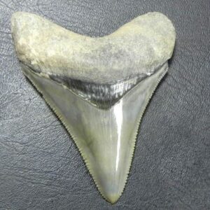 Bone Valley Megalodon Tooth