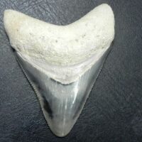 Bone Valley Megalodon Tooth