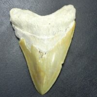 Bone Valley Megalodon Tooth