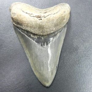 Bone Valley Megalodon Tooth