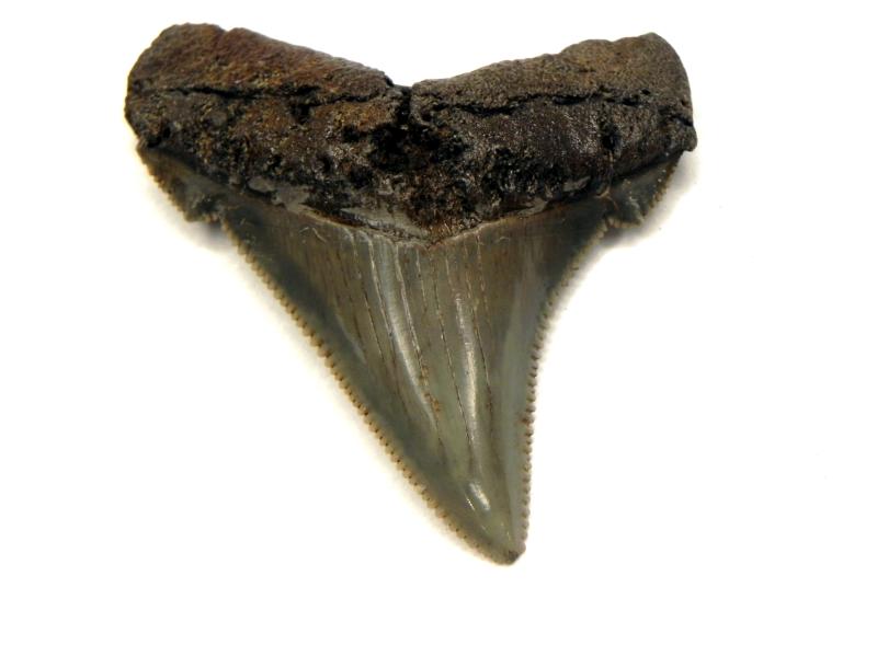 Angustiden Shark Teeth