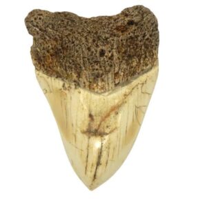 South Pacific Megalodon Tooth