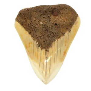 South Pacific Megalodon Tooth