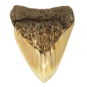 South Pacific Megalodon Tooth