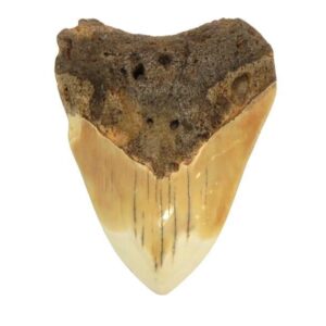 South Pacific Megalodon Tooth