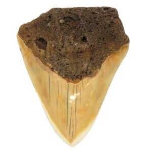 South Pacific Megalodon Tooth