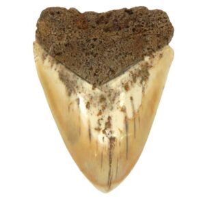 South Pacific Megalodon Tooth