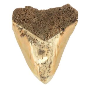 South Pacific Megalodon Tooth