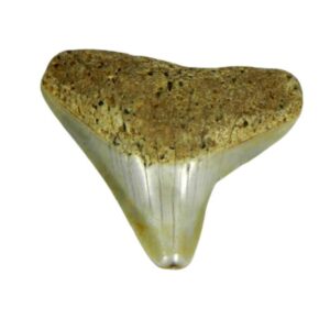 South Pacific Megalodon Tooth