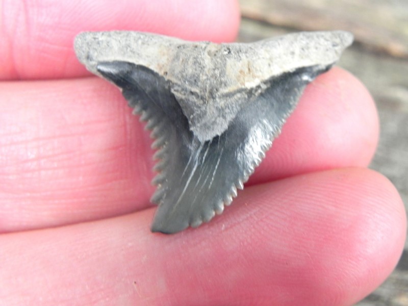 Fossil Hemipristis Shark Tooth