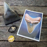 Megalodon Shark Tooth Bundle