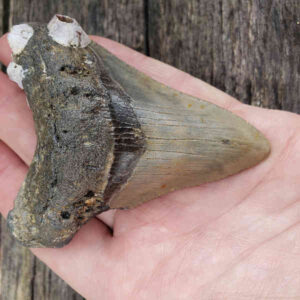 Barnacle Encrusted Megalodon Tooth