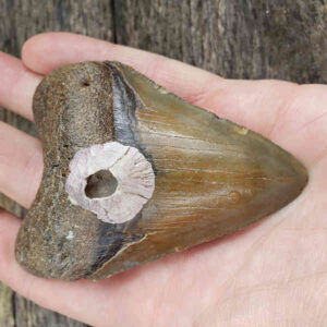 Barnacle Encrusted Megalodon Tooth