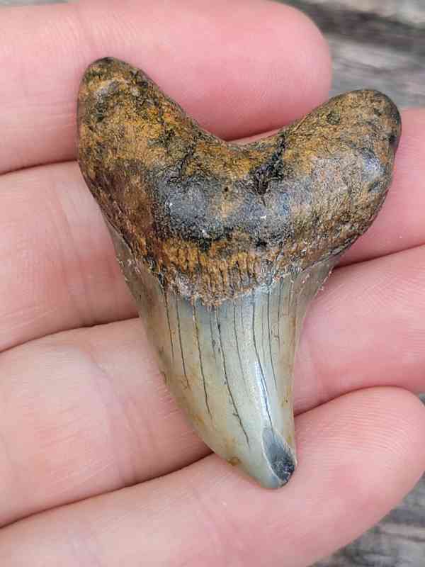 Fossil Benedini Shark Tooth