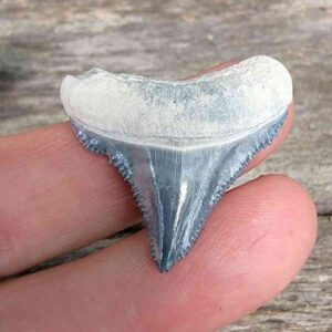 Bone Valley Megalodon Tooth