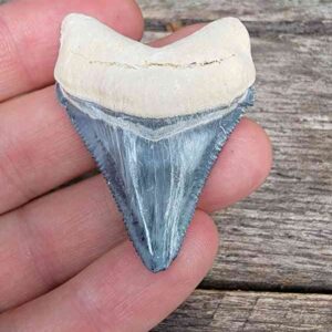 Bone Valley Megalodon Tooth