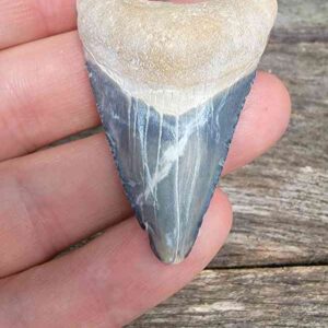 Bone Valley Megalodon Tooth