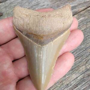 Bone Valley Megalodon Tooth