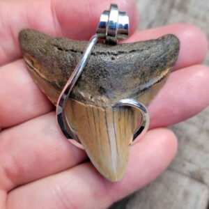 Silver Hook wrapped megalodon tooth