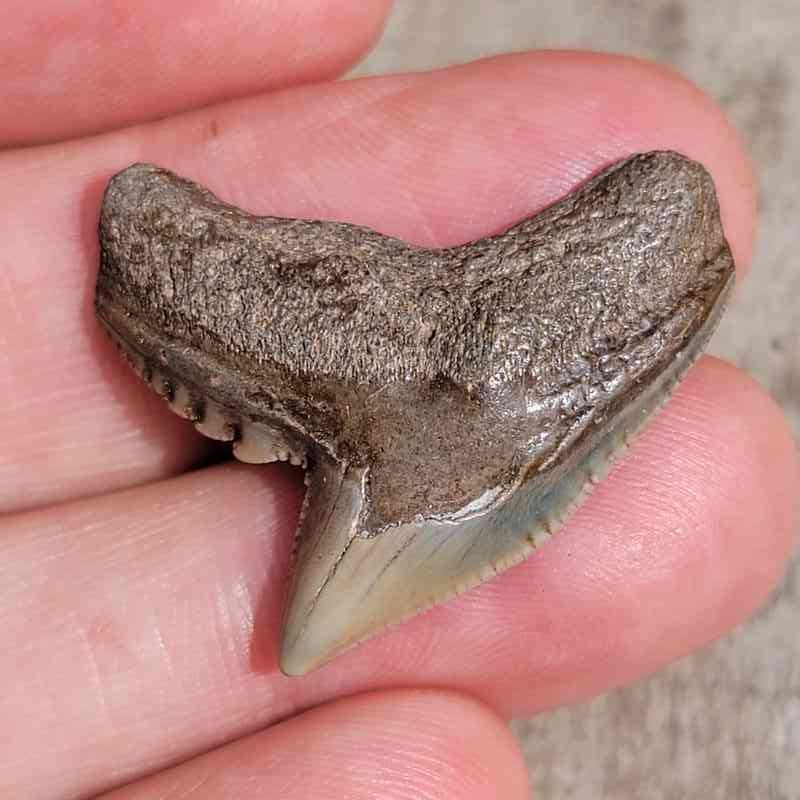 Fossil Tiger Shark Tooth