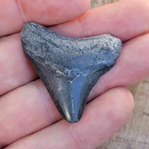 Bone Valley Megalodon Tooth