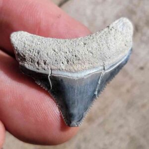 Bone Valley Megalodon Tooth