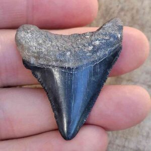 Bone Valley Megalodon Tooth