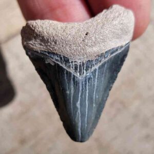 Bone Valley Megalodon Tooth